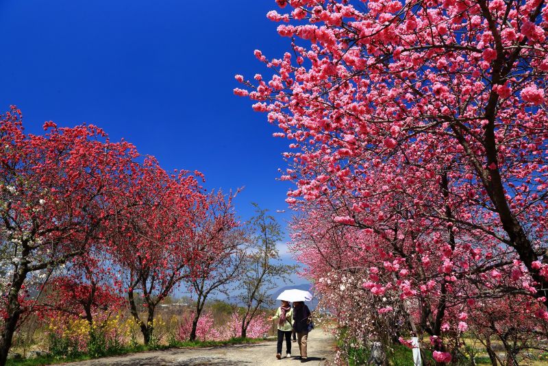 hoa đào ở Shakado hoa đào ở Shakado